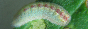 Larvae